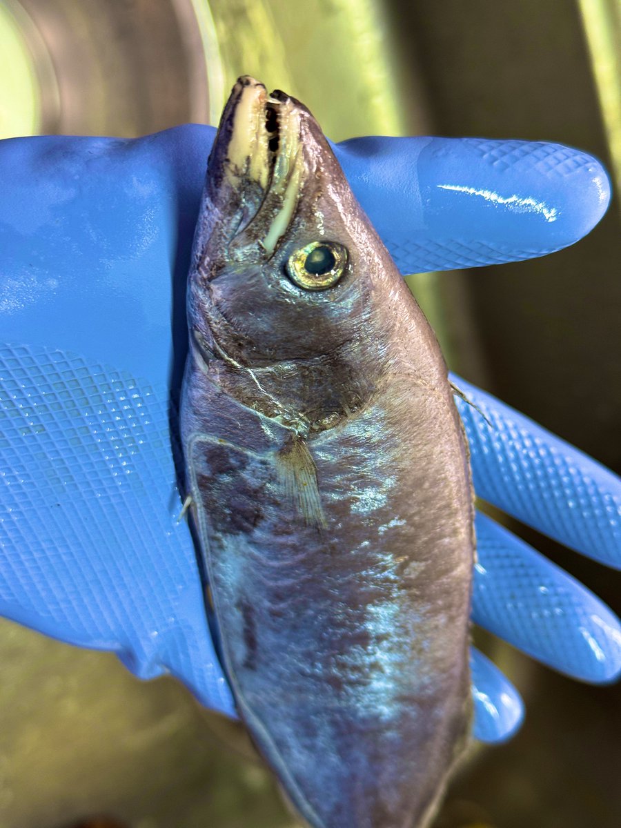 デストロイ=ハカイ tweet media