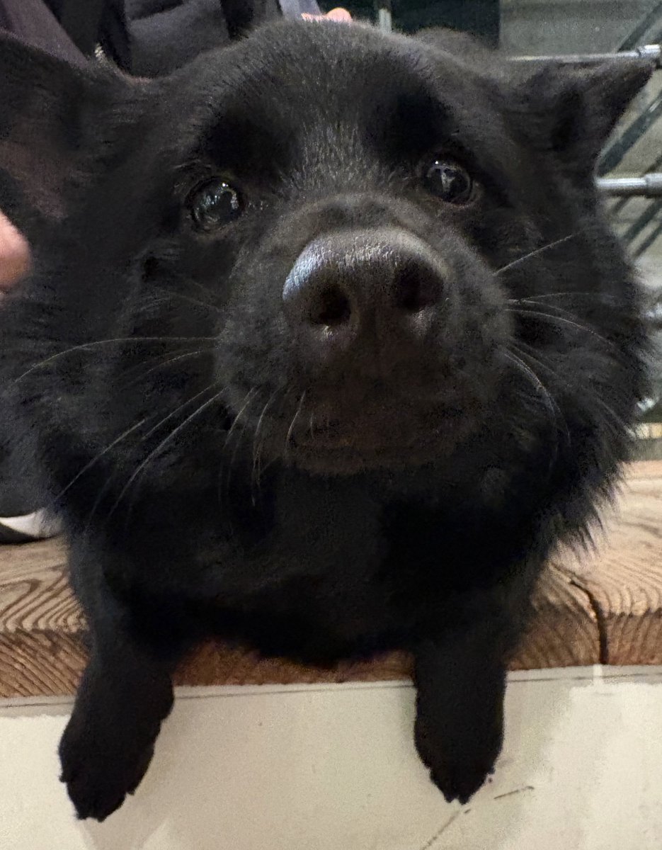 うに スキッパーキ tweet media