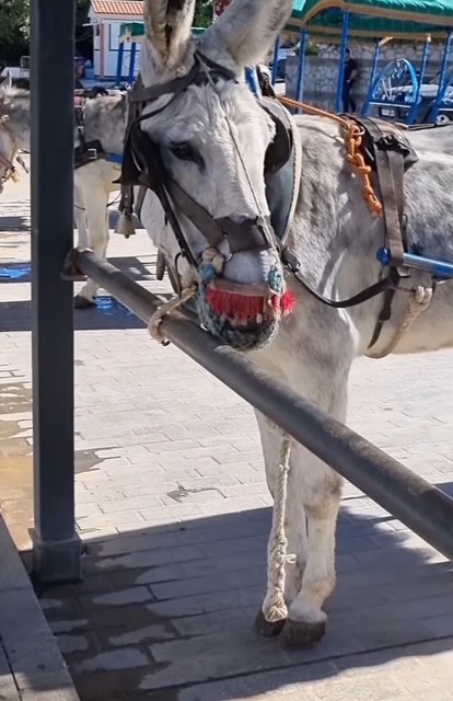 FBB_Officiel's tweet photo. 🇪🇸 Espagne/Mijas : il y a urgence à mettre fin à l’exploitation inacceptable des ânes taxi dans le village de Mijas près de Malaga dans le sud de l’Espagne.

🫏 La FBB avait déjà dénoncé cette pratique indigne à la maire du village, en l’exhortant de respecter les normes européennes de protection animale et d’assumer ses obligations pour que ces ânes puissent finir leurs jours dans des sanctuaires. Malheureusement à ce jour rien ne change. Vous pouvez aider ces ânes en exprimant votre indignation à la mairie. Ce n’est qu’avec la pression des touristes se détournant de leur exploitation que leur avenir peut changer :

Excma, Sra. Dña Ana Mata
Ayutamiento de Mijas
Plaza Virgen de la Peña, 2,
29650 Mijas
España
alcaldia@mijas.es
a la atención de la Sra. Dña Ana Mata