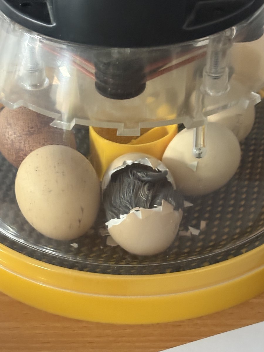 batleygirls's tweet photo. Welcome to our newest members of the PLC!
Our learners are loving watching the chicks hatch and taking responsibility for their daily care. From feeding to enjoying a gentle cuddle, they’ve quickly become a favourite part of the school day. #BGHS #SchoolLife #LearningInAction https://t.co/pCkjN8xunK