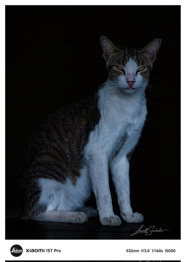 Jlowell3's tweet photo. Quiet guardian of the shadows. A moment of calm captured in low light. 📷  Xiaomi 15T Pro
#CatPortrait
#LowKeyPhotography
#StreetCat
#ShotOnXiaomi
#Xiaomi15TPro https://t.co/j3Dnr4PKL6