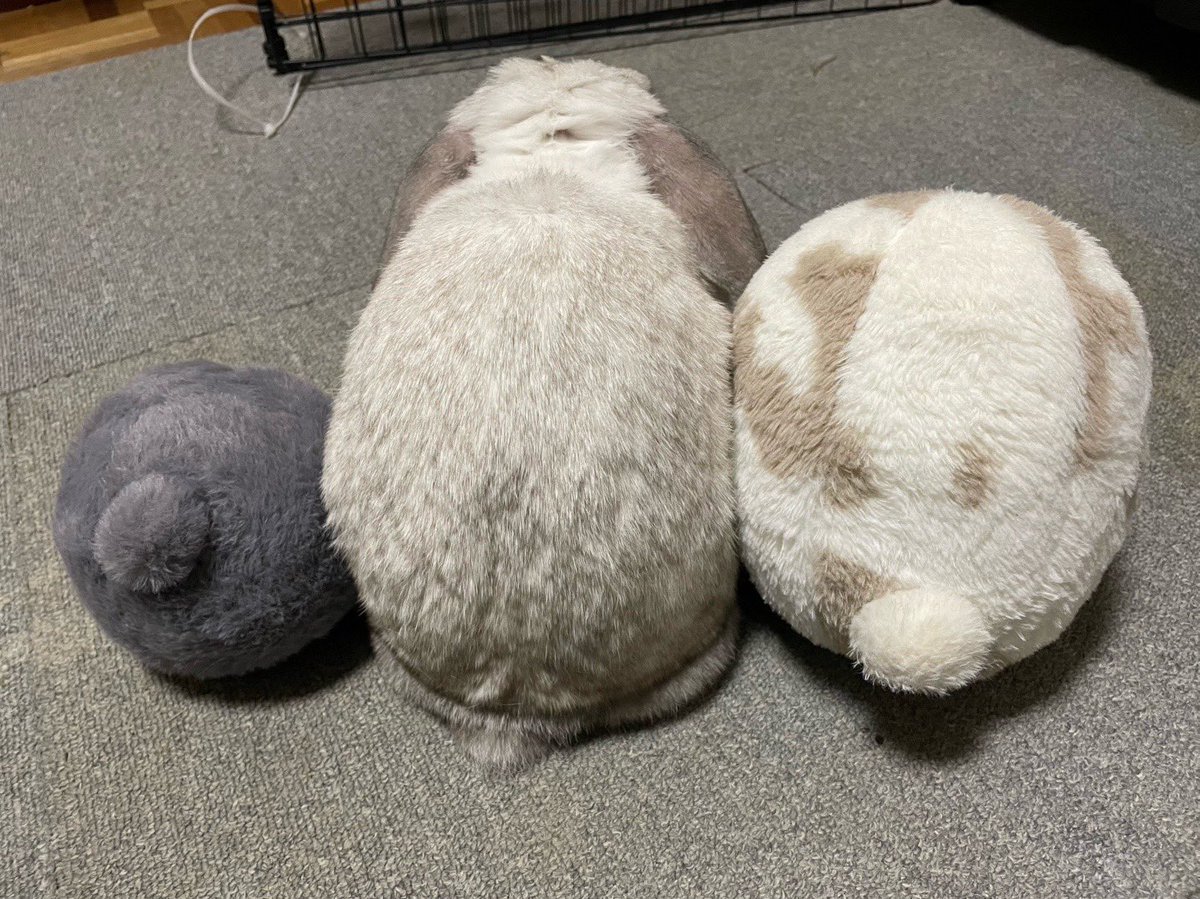 KOTO05318541's tweet photo. 小さい うさけつボールを買ってあげたので並べてみ���した🐰
親子みたいだ🐇☺️ https://t.co/rP9gyMdZlo