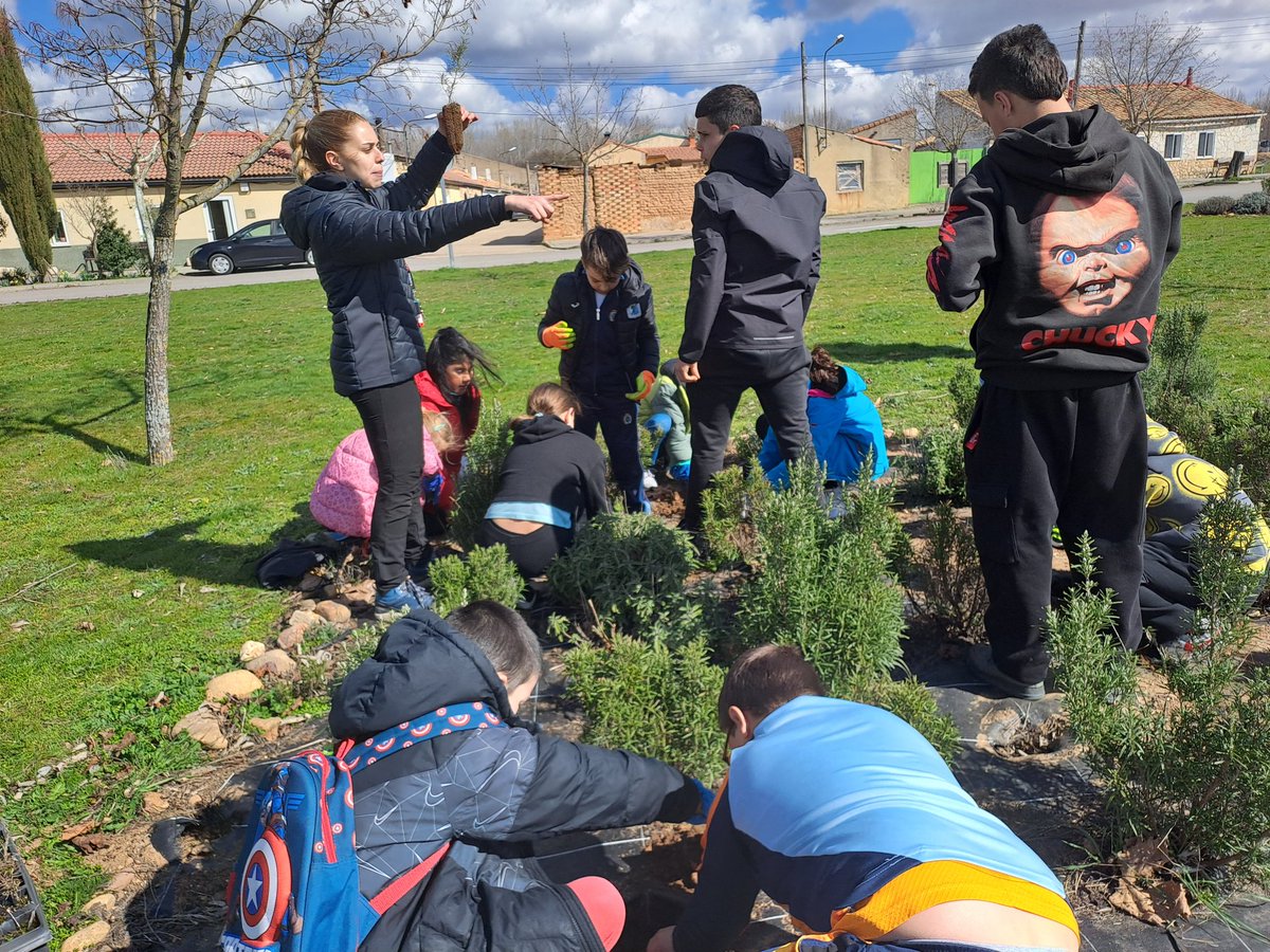 PlantateAlmazan's tweet photo. El segundo turno (@CIFPALMAZAN ➕️ @calasancioalmaz ➕️ @CeipDiegoLainez ➕️ @CepaElCamino ➕️ FPB @IES_Gaya) también está manos a la obra plantando plantas aromáticas 🪴🌷🌺   
@CFIEdeSoria @educacyl
#APS #EducaciónAmbiental https://t.co/aw9Kz9fZaO