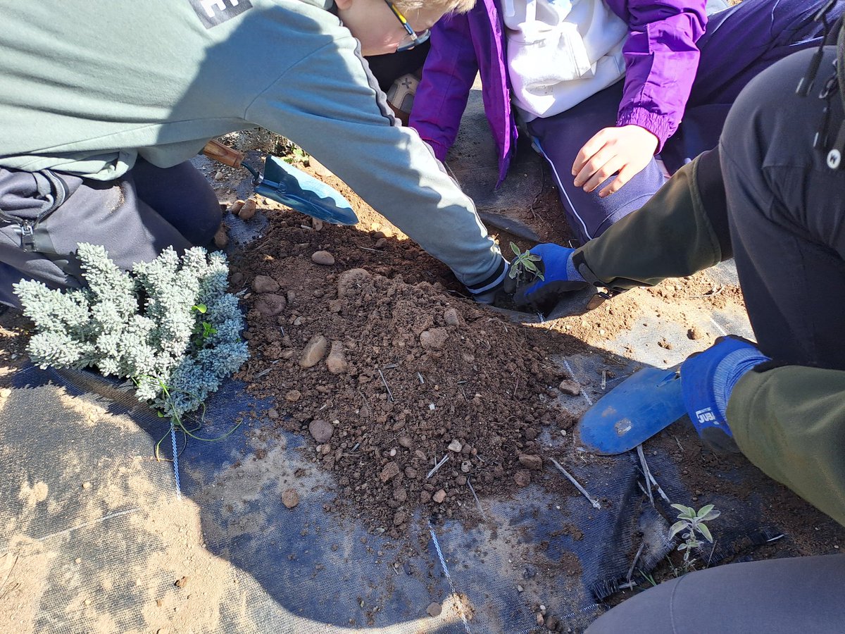 PlantateAlmazan's tweet photo. El segundo turno (@CIFPALMAZAN ➕️ @calasancioalmaz ➕️ @CeipDiegoLainez ➕️ @CepaElCamino ➕️ FPB @IES_Gaya) también está manos a la obra plantando plantas aromáticas 🪴🌷🌺   
@CFIEdeSoria @educacyl
#APS #EducaciónAmbiental https://t.co/aw9Kz9fZaO