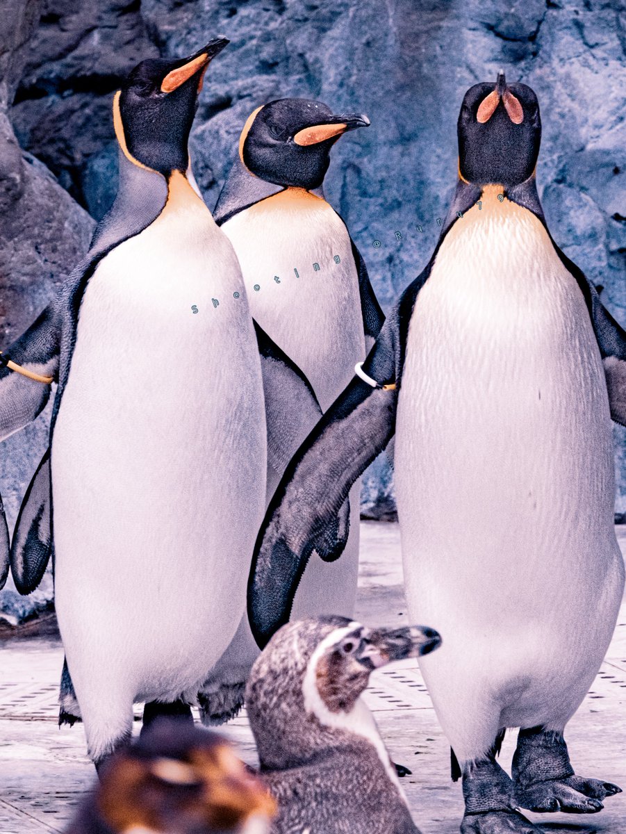 るるなっく tweet media