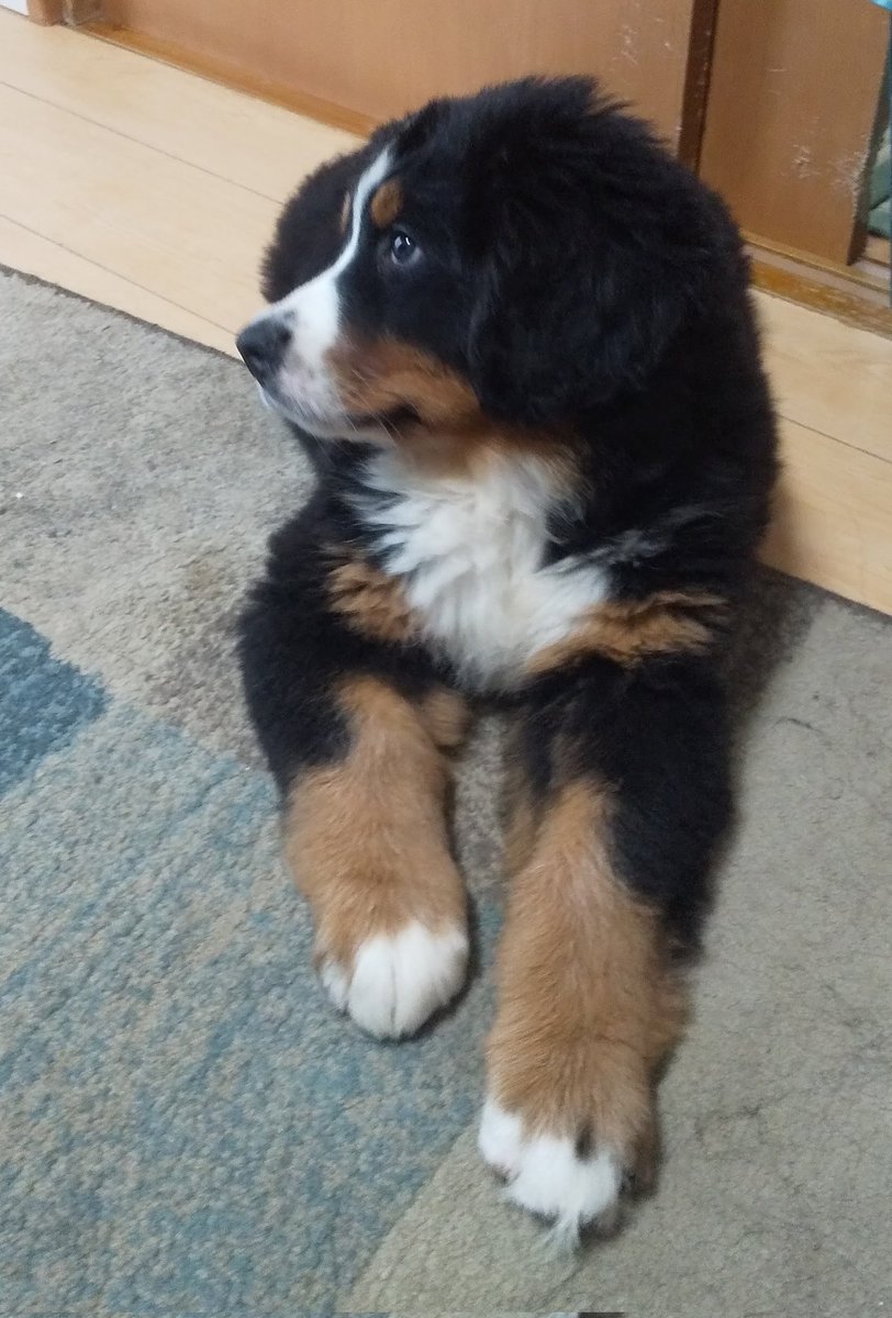 ここあ tweet media