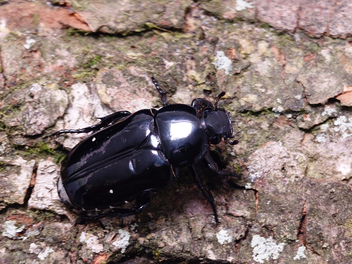 ほこり tweet media