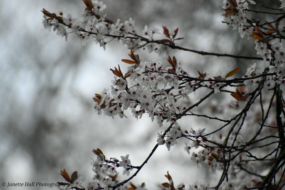 Janette Hall86 tweet media