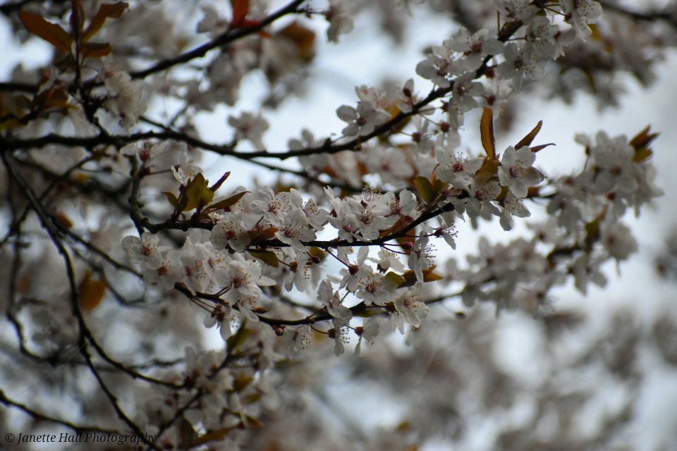 Janette Hall86 tweet media