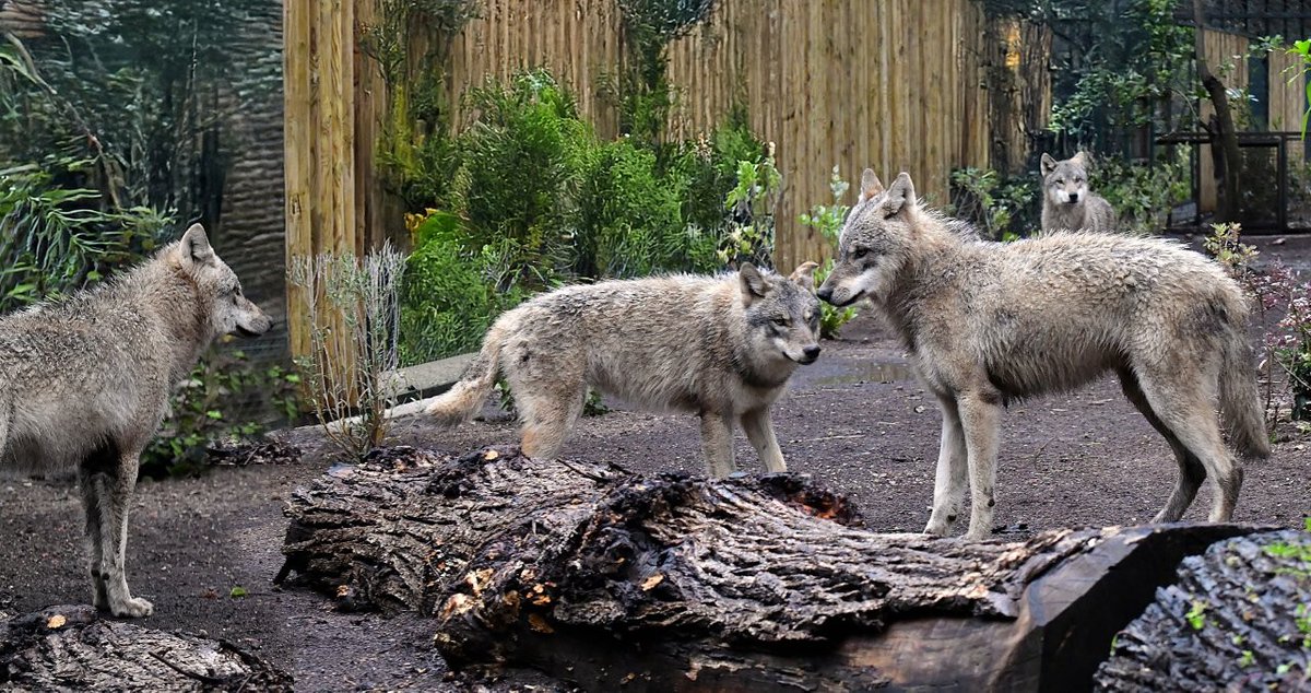HTO_tv's tweet photo. Il Bioparco di Roma accoglie quattro giovani lupi grigi eurasiatici provenienti dallo Zoo di Berna

https://t.co/DI4nbXPbzO

#Bioparcodiroma #Lupogrigioeuroasiatico #Canislupuslupus #PaolaPalanza #YitzhakYadid #EAZA https://t.co/AmloTGI643