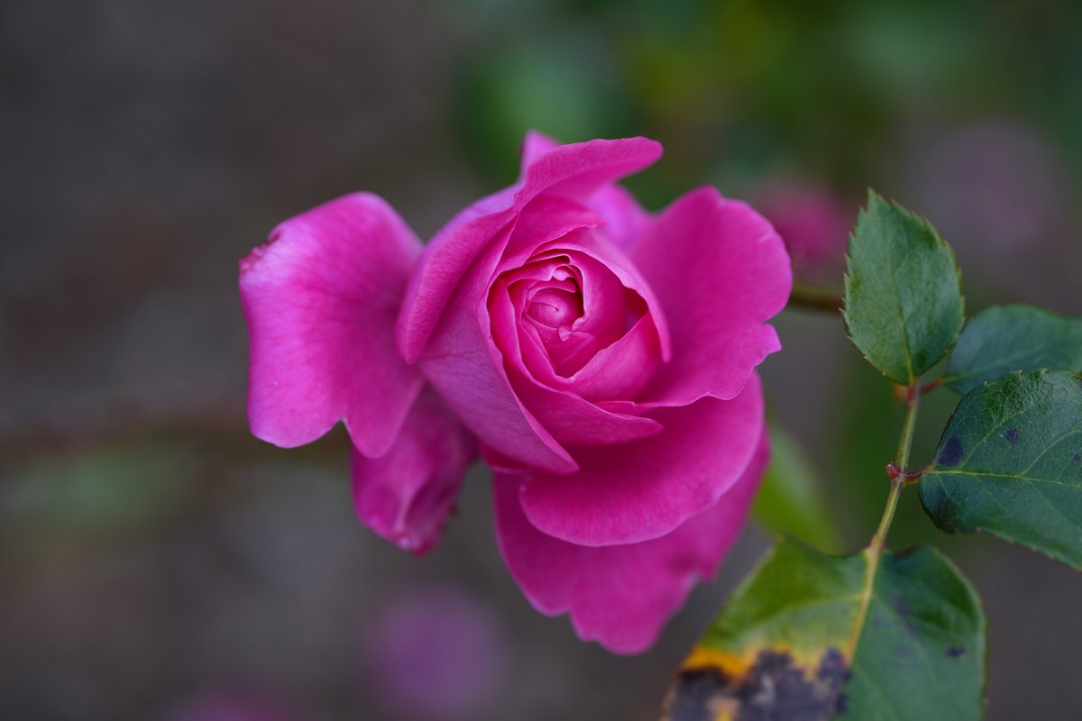 ko-oji📸 tweet media