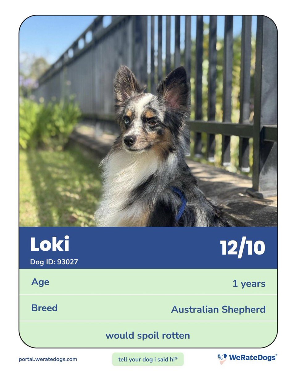 juanpisata's tweet image. Loki’s official @dog_rates rating card is too cool!

Follow Loki on IG: instagram.com/loki_the.mini.…
#AustralianSheppard #DogRates #WeRateDogs #Puppy #AmericanSheppard #Loki