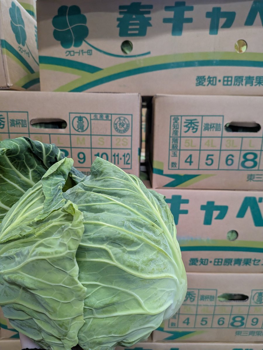 f_maruka's tweet photo. こんばんは😄
今が旬、#春キャベツ　のご紹介！
青果業界では本春（ほんぱる）と呼ばれる春キャベツは葉がふんわりと巻かれており、柔らかな食感と普通のキャベツよりも甘みが強く感じられます。
煮込み料理よりはサラダや生で塩をつけて食べていただくのがオススメです
#春
#企業公式
#愛食コーナー https://t.co/Fwo2TZRT3T