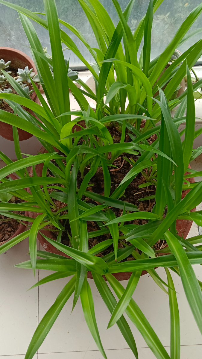 Breman Schlagbaurn🚨Signal Advisor tweet media