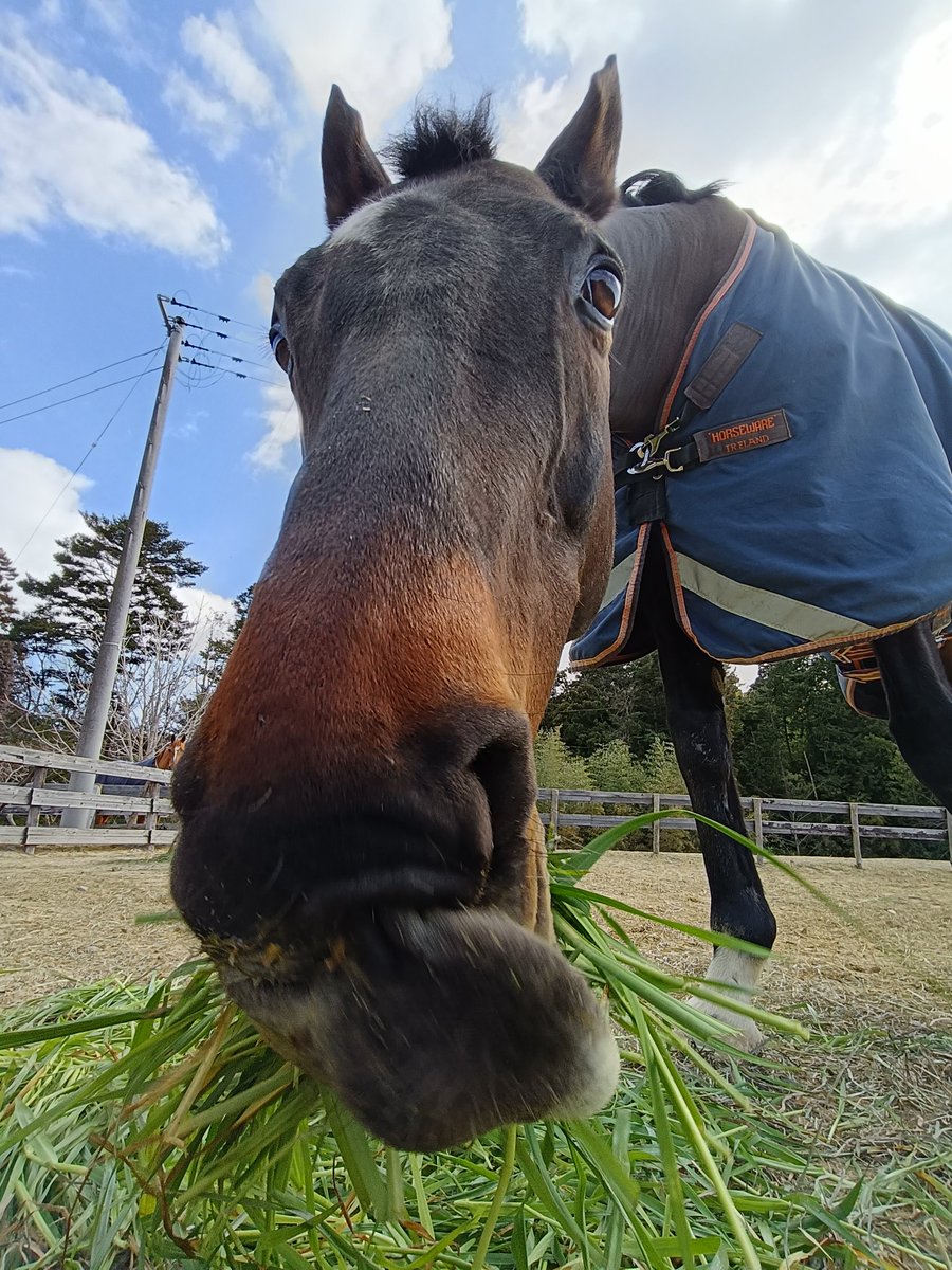 厩舎みちくさ 南相馬市小高区 tweet media