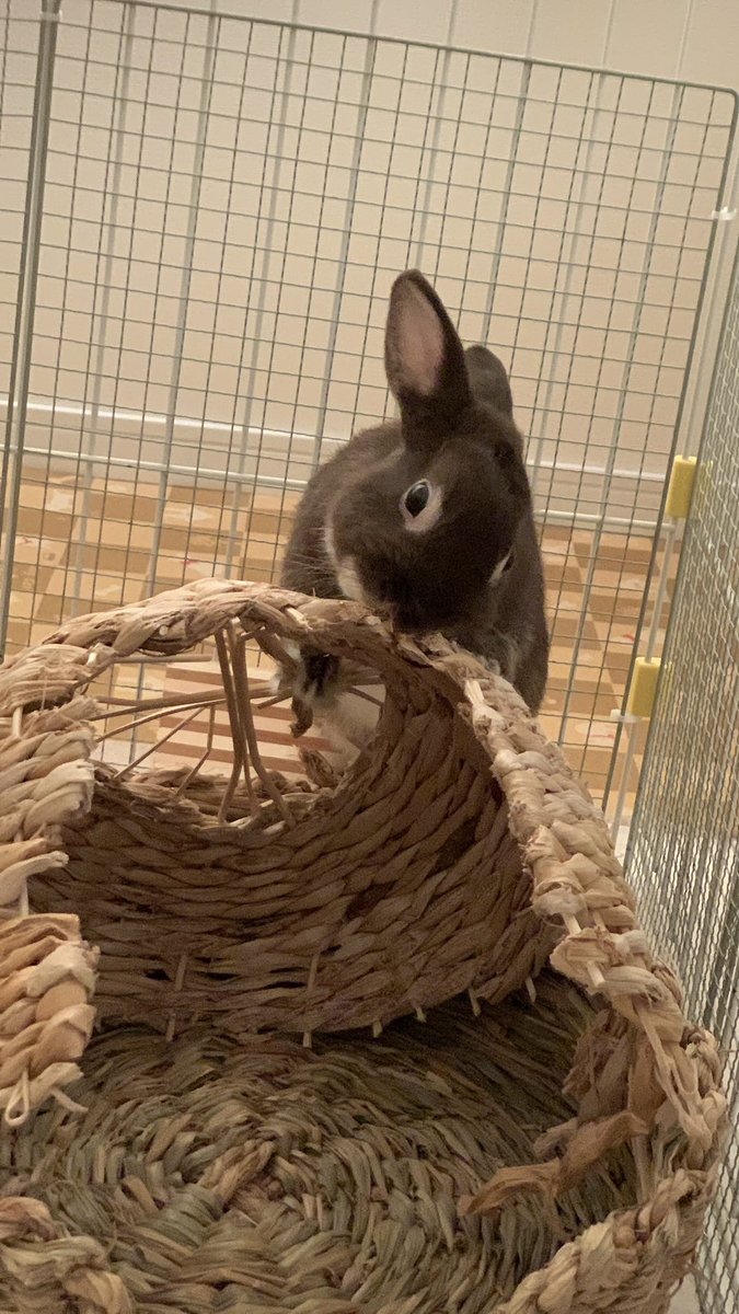 旅うさぎ tweet media