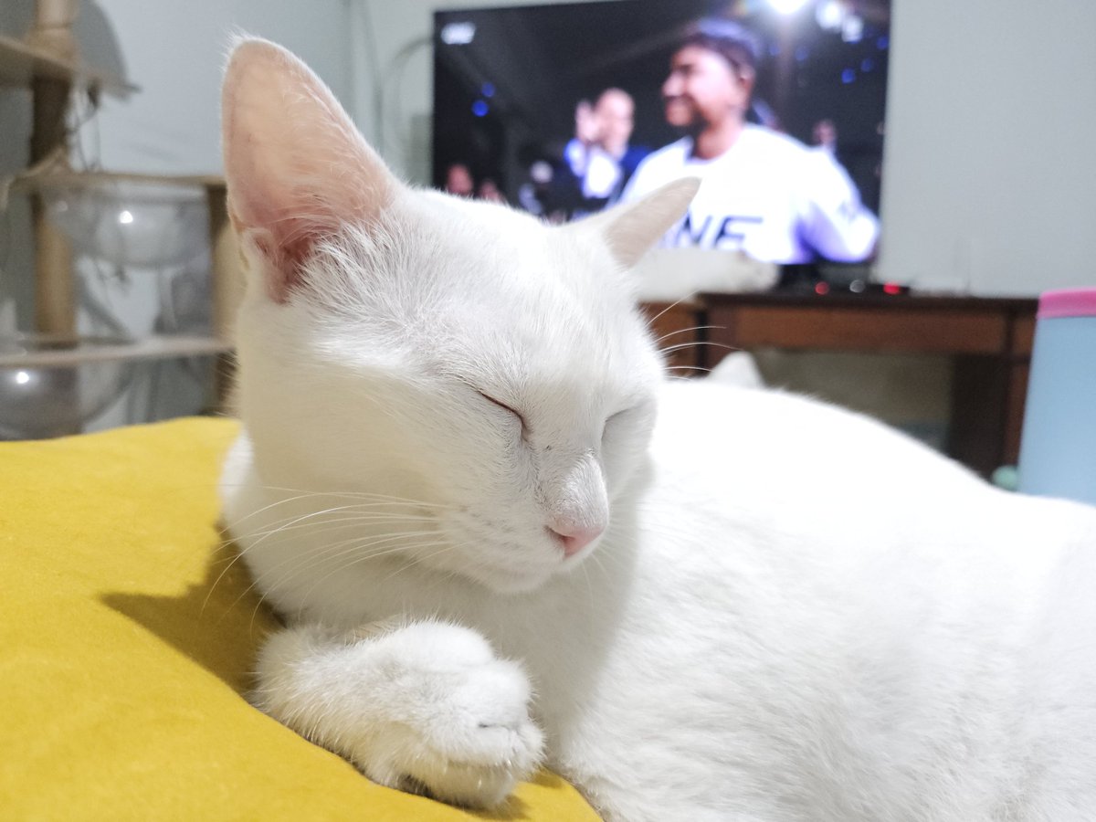 AOB ʕ´• ᴥ •`ʔ SAMA เหงามั้ยอ้ะ tweet media