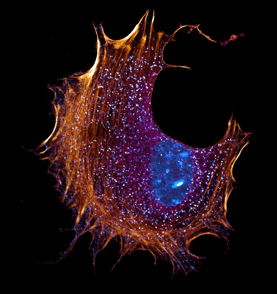 Viroscope tweet media