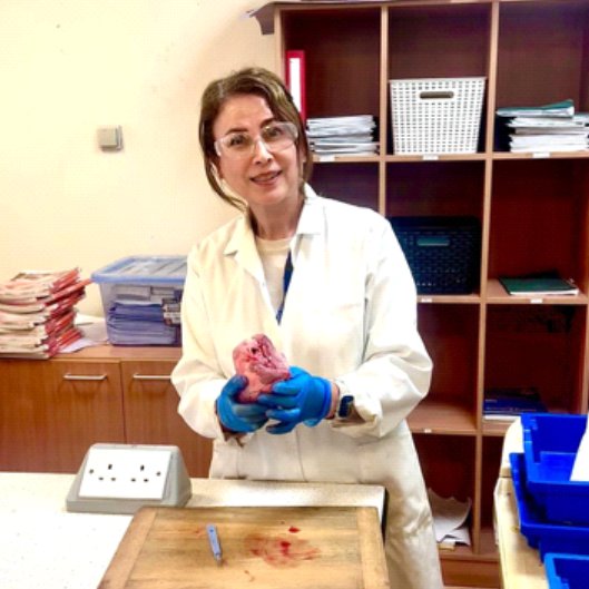 The Blue Coat School tweet media