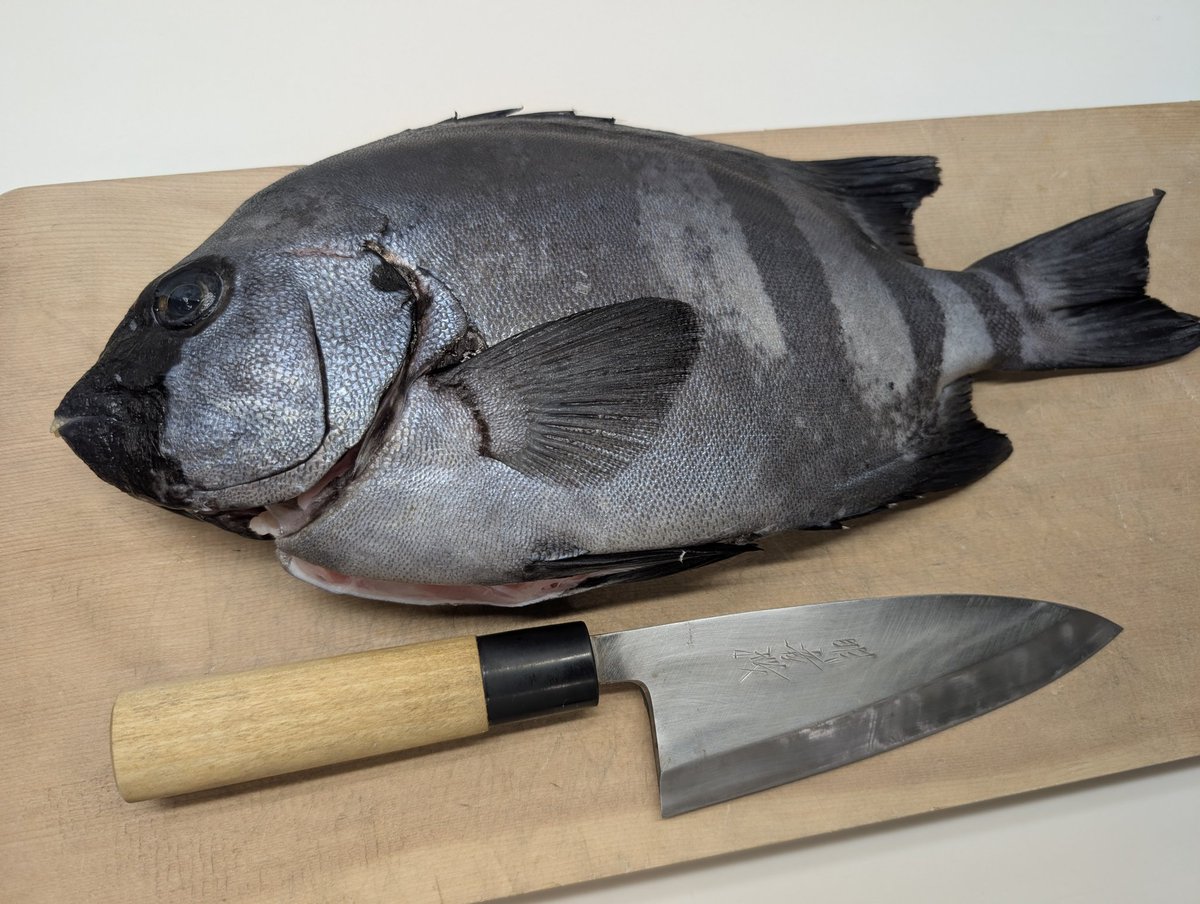 Kの釣果記録 tweet media