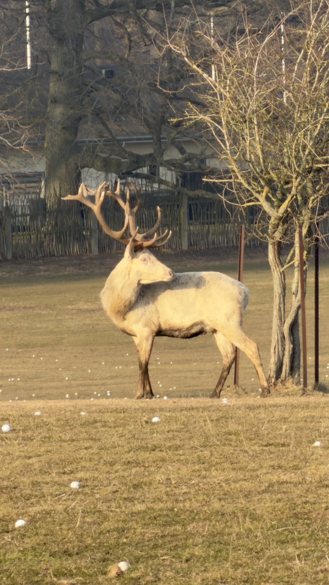 HashanNazmul's tweet photo. Cervus elaphus - a pale stag of red deer standing proudly in the golden light. π¦
#RedStag #CervusElaphus #WildlifePhotography https://t.co/biBi93ThCH