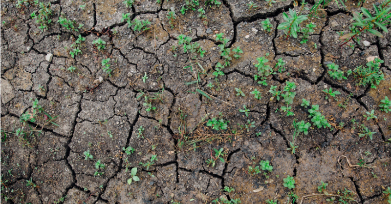 Banco Mundial tweet media