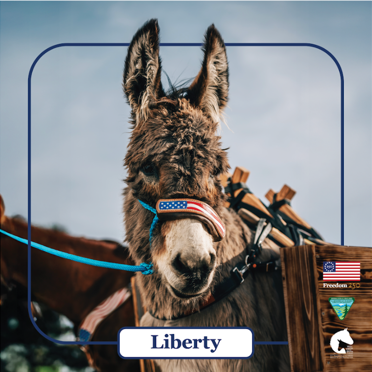 BLM Wild Horse & Burro Program tweet media