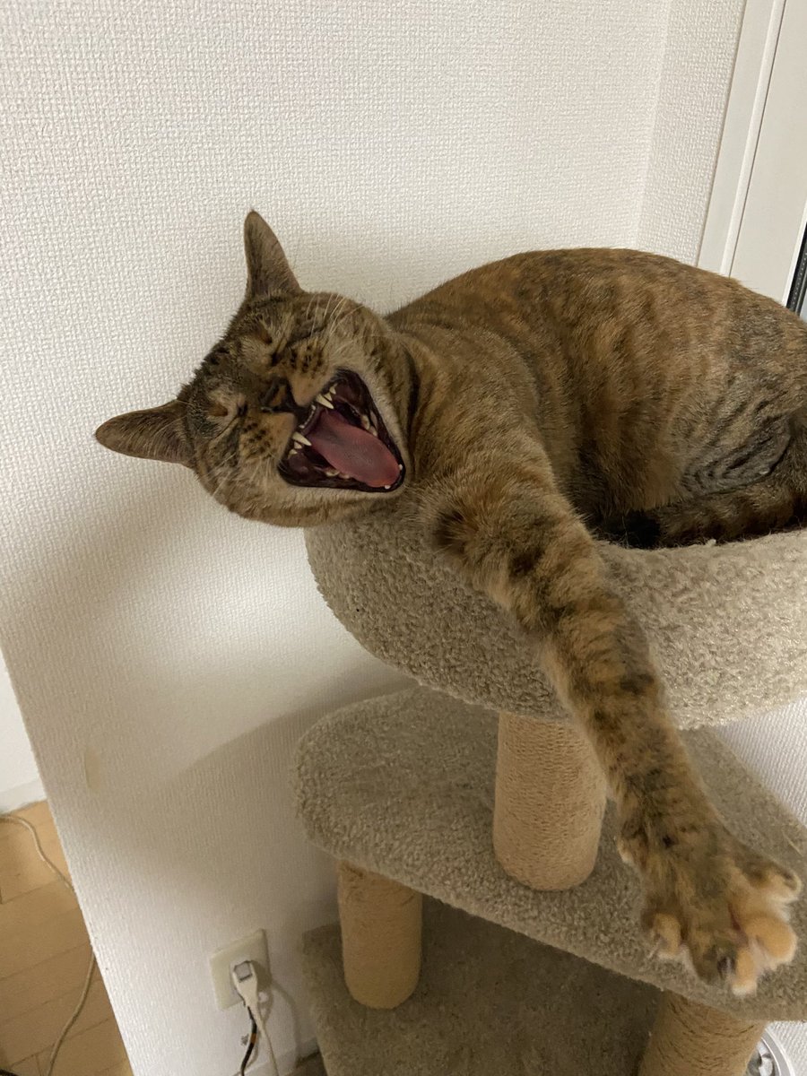 yoppapa（酔っパパ） tweet media