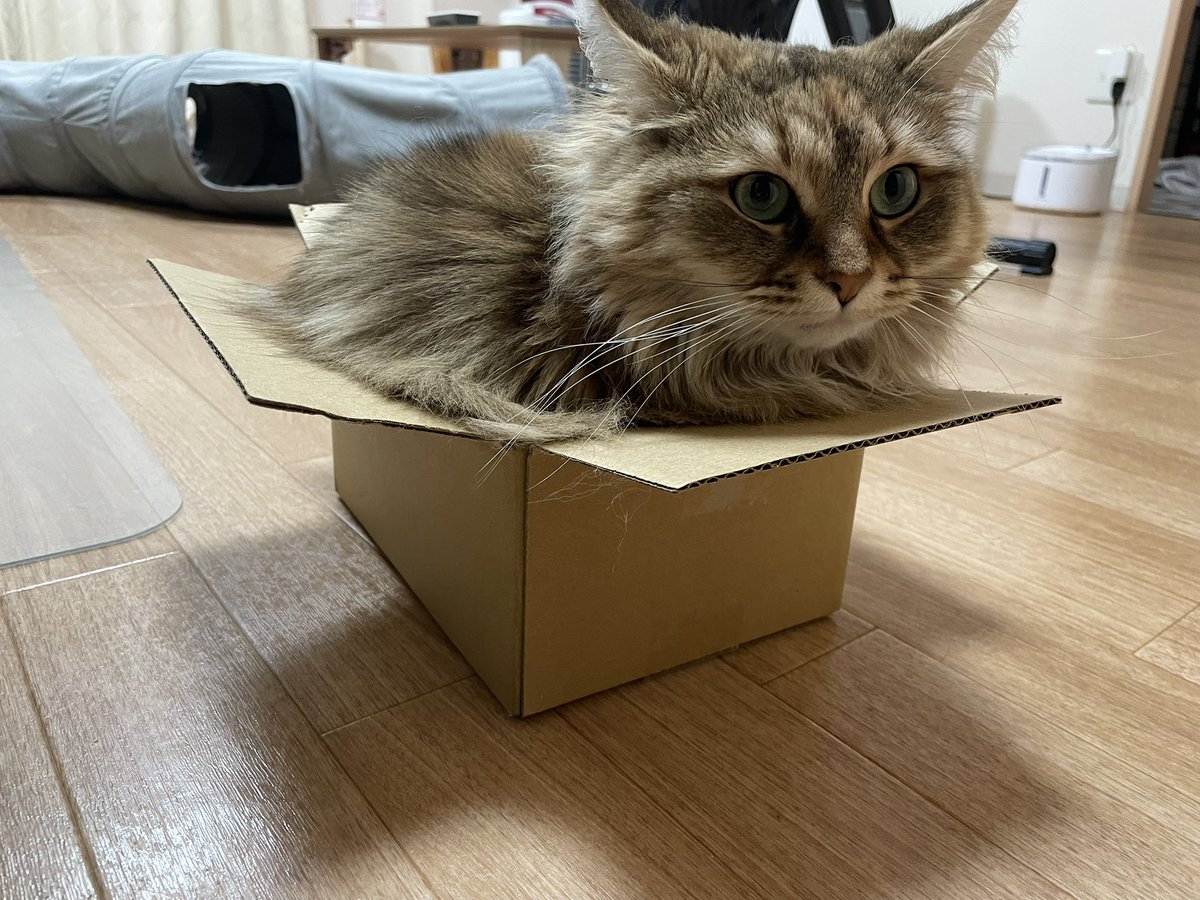 ちょすてぃー tweet media