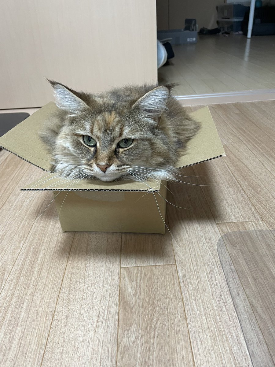 ちょすてぃー tweet media