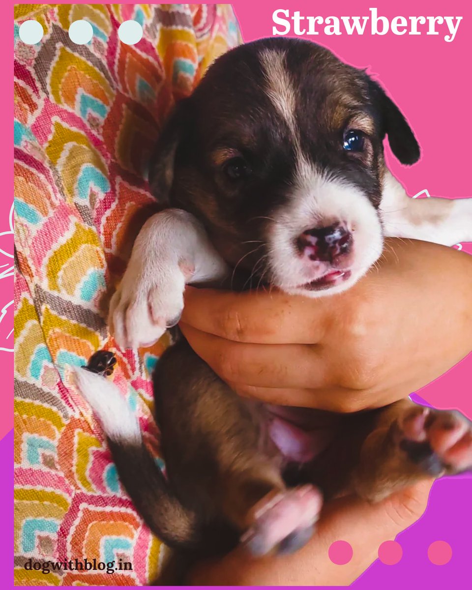 Abhishek Joshi 👨💻🐶 tweet media