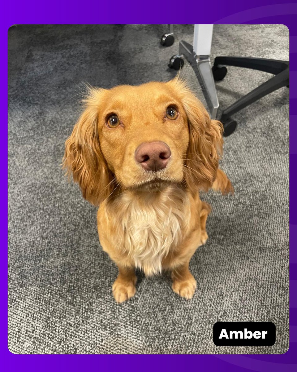 InModo25 tweet media