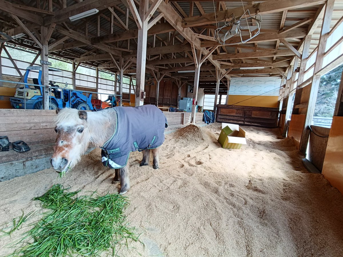 厩舎みちくさ 南相馬市小高区 tweet media