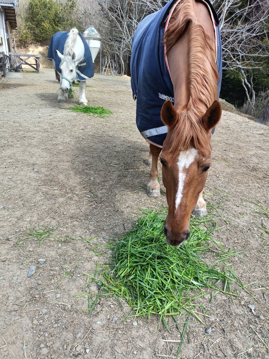 厩舎みちくさ 南相馬市小高区 tweet media