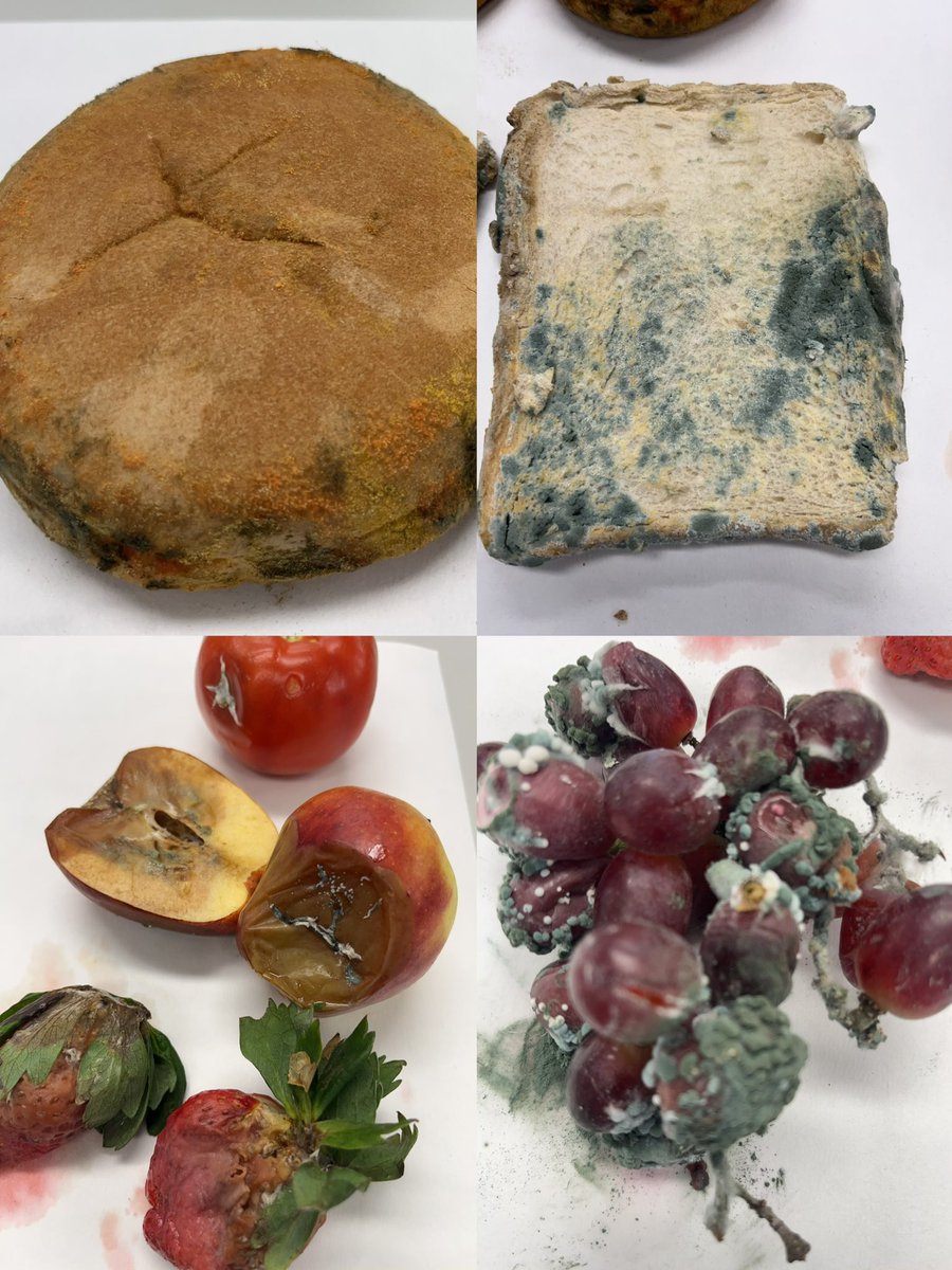 Adele Costabile tweet media