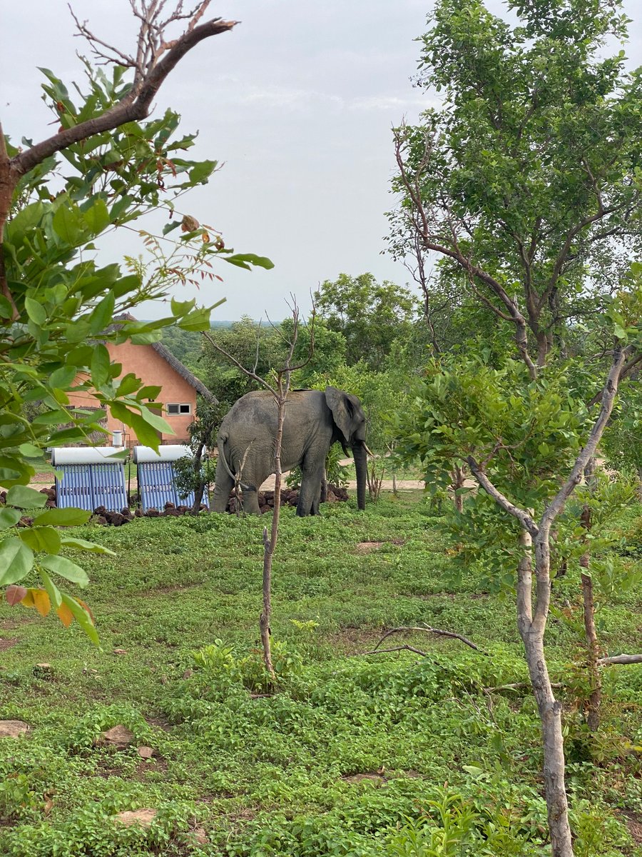TimehTours's tweet photo. Did you know Ghana has its own safari experience🐘?  Explore the wildlife, landscapes, and adventure of Mole National Park in our latest blog.  

Read more:https://t.co/ChhCSzOgyf

#VisitGhana #MoleNationalPark #TimehTours #FridayVibes https://t.co/gXNl0N4JHx