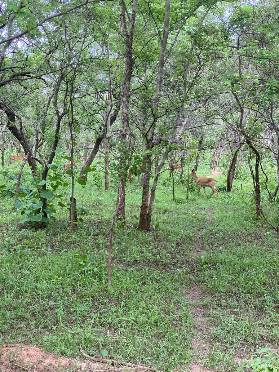 TimehTours's tweet photo. Did you know Ghana has its own safari experience🐘?  Explore the wildlife, landscapes, and adventure of Mole National Park in our latest blog.  

Read more:https://t.co/ChhCSzOgyf

#VisitGhana #MoleNationalPark #TimehTours #FridayVibes https://t.co/gXNl0N4JHx
