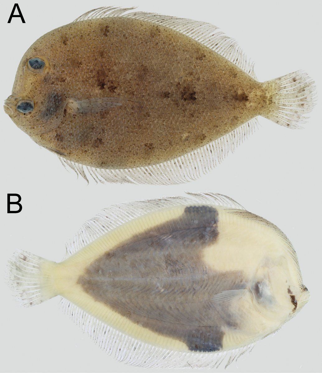 Fish in the News tweet media