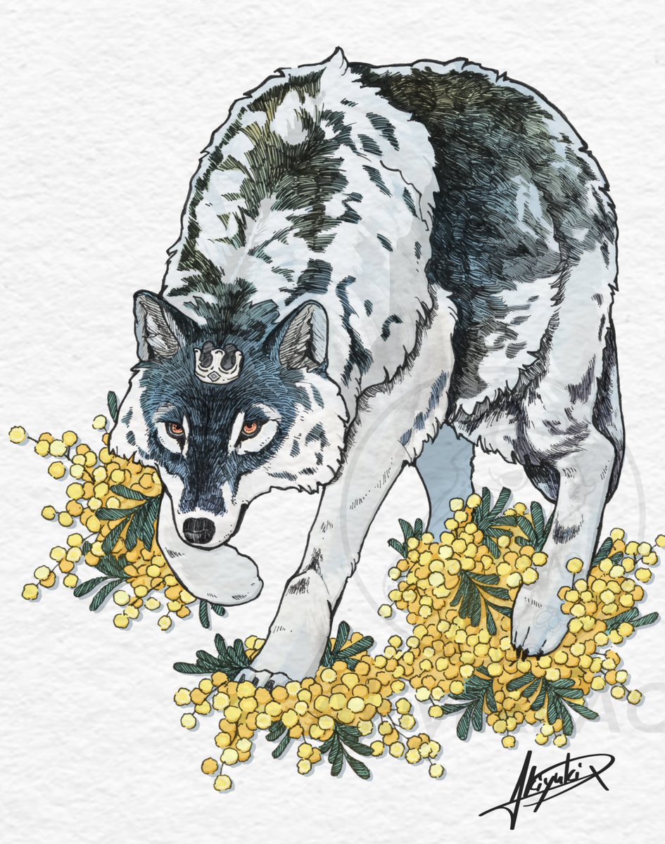 akiyuki_AQ's tweet image. 「ミモザと狼」
ようやく描き上がりました。
感想をもらえると嬉しいです。

#animalart #wolf #mimosa #狼 #ミモザ