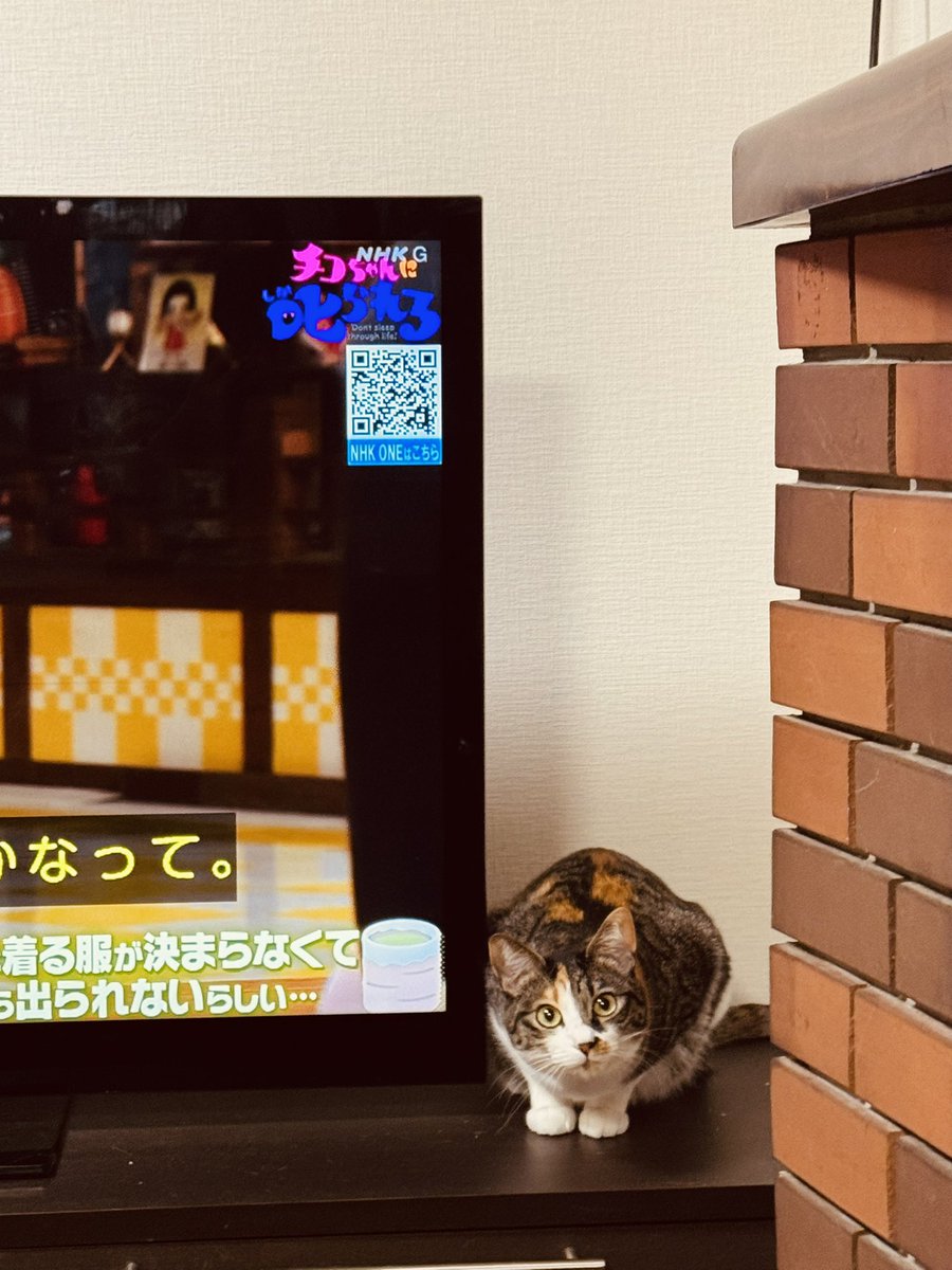 河野智美🐈‍⬛ tweet media