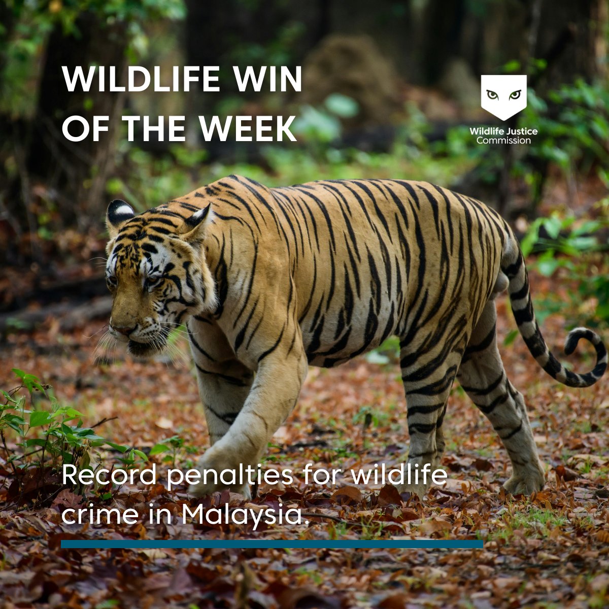 Wildlife Justice Commission tweet media