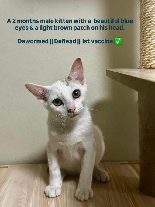 Hello hiii adopt saya pls. ✌️
Its kinda urgent 🥺 - cabbage