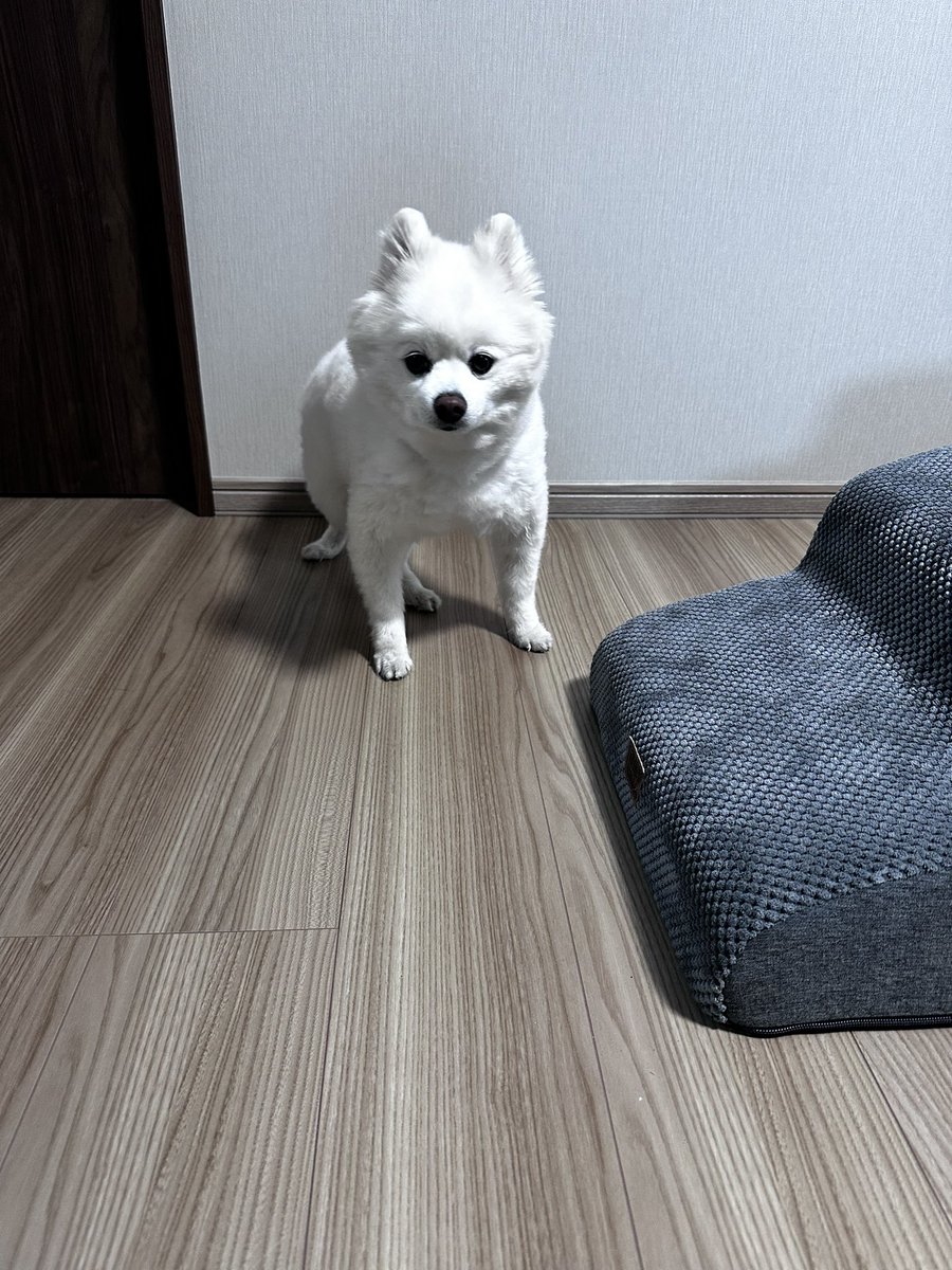 kotaro20180425's tweet photo. 2025年9月〜2026年2月にかけて2回引越しを経験したコタロー🐶（市内）
新しいお家にまだ慣れない感じ‥！ https://t.co/Gi4swFQBD3