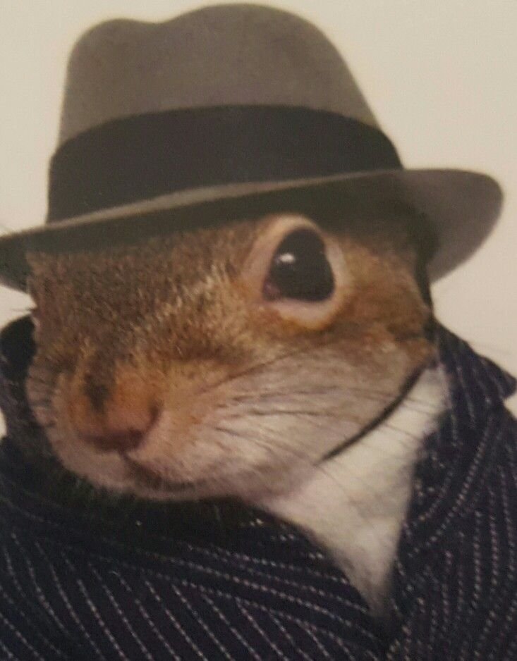 brainlet tweet media