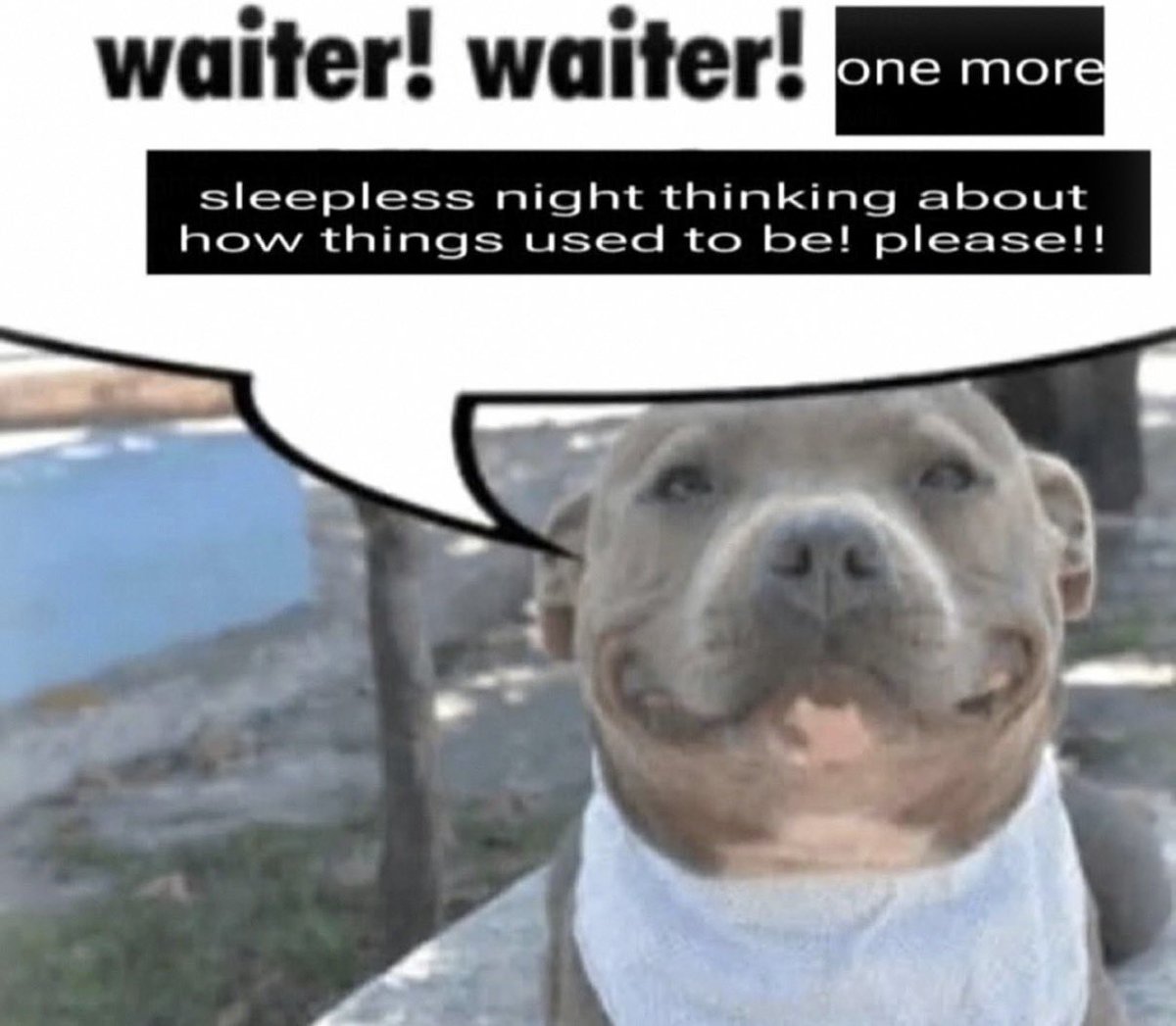 queen cookie tweet media