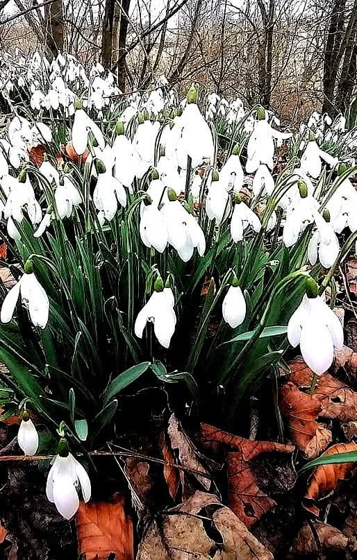 islay13's tweet photo. These little buds are in remembrance of all the little innocent people and their teacher who lost their lives on that horrible day in Dunblane. Much love to all the families concerned 💓💓💔💔 #muchlove #neverforgotten https://t.co/kZfTSyYPuW