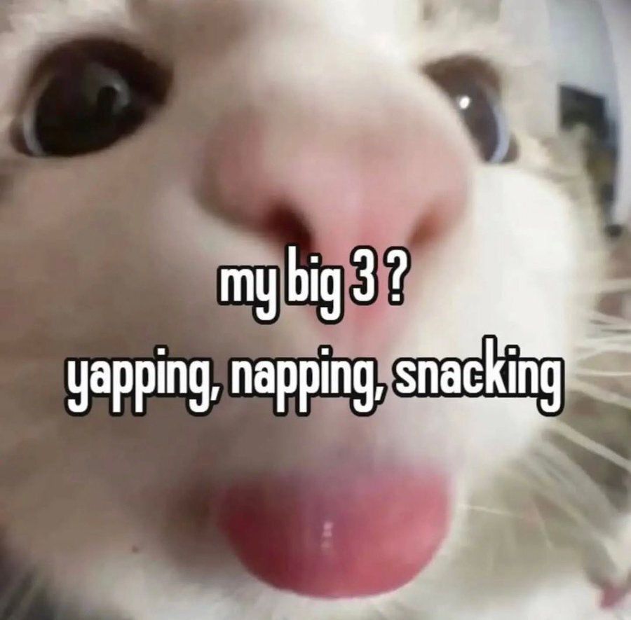 Cool Cat Society (@coolcatsociety) on Twitter photo 