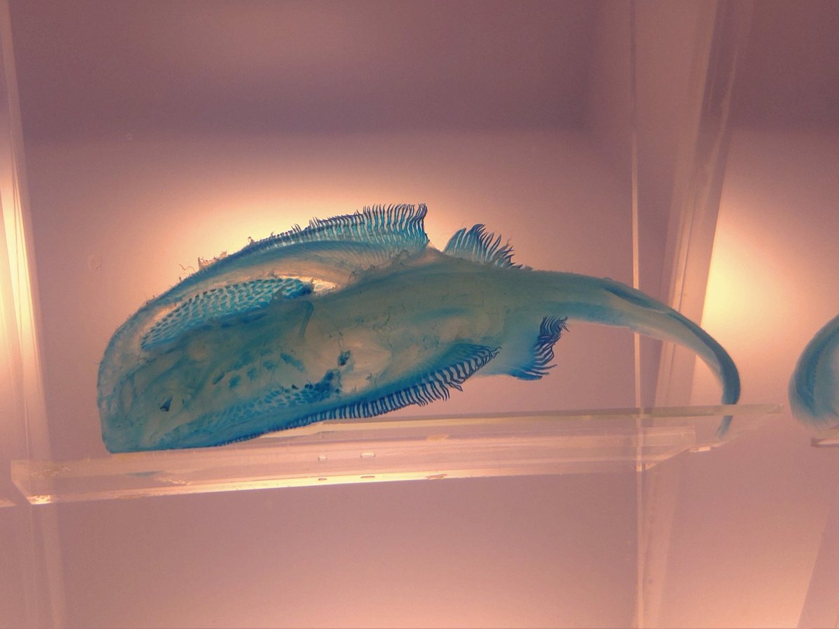沼津港深海水族館にあるエイの透明標本
透明標本について全く詳しくないからわからないけど､アカエイの脊椎(脊髄?)は真っ赤なのに､シビレエイは真っ青なんだろう