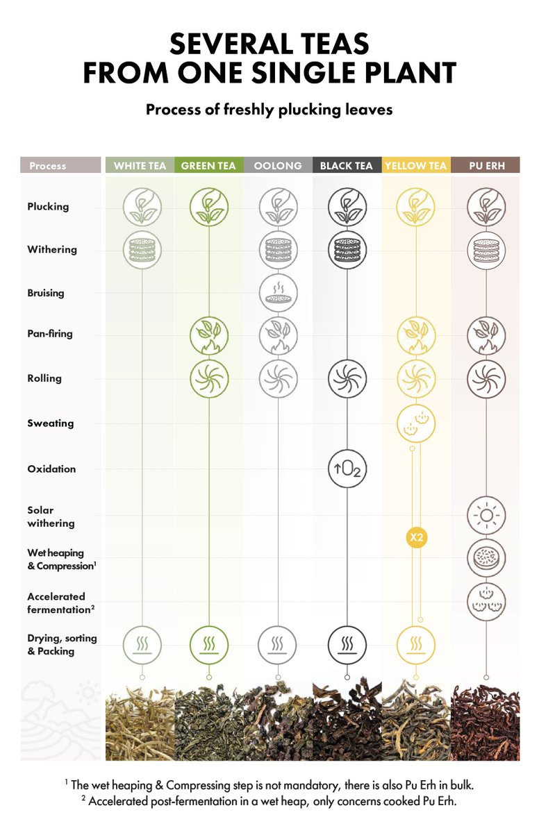 All tea starts with one plant 🌿 Camellia sinensis. 

Green, black, white, oolong—same species, different processing. Sinensis vs Assamica helps you recommend with confidence. Guide 👇 alveus.eu/blog/tea-plant…

#TeaEducation #SpecialtyTea #OrganicTea
