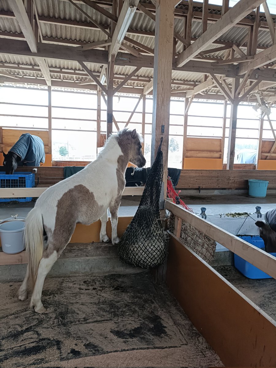 厩舎みちくさ 南相馬市小高区 tweet media